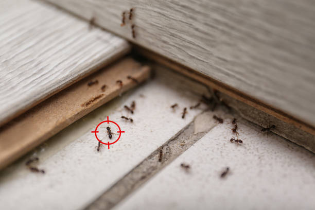 Best Pest Inspection Near Me  in Marion, KY